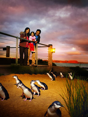 Illustration for article titled How one community brought these cute penguins back from extinction
